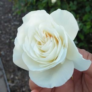 Meet your Posher, Maribel